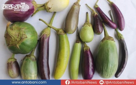 বেগুন: উপেক্ষিত এই সবজির পেছনে লুকিয়ে আছে অসাধারণ স্বাস্থ্যগুণ
