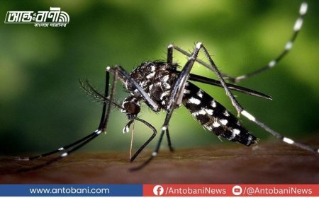 দেশে ডেঙ্গু পরিস্থিতির অবনতি, একদিনে আক্রান্ত ৩৫২ জন, মৃত্যু ১ জনের