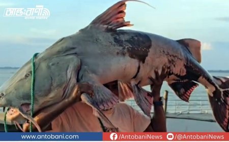 রাজবাড়ীতে ধরা বিশাল বাঘাড় ৮০ হাজারে বিক্রি, আইন অমান্য করে কেনাবেচা!