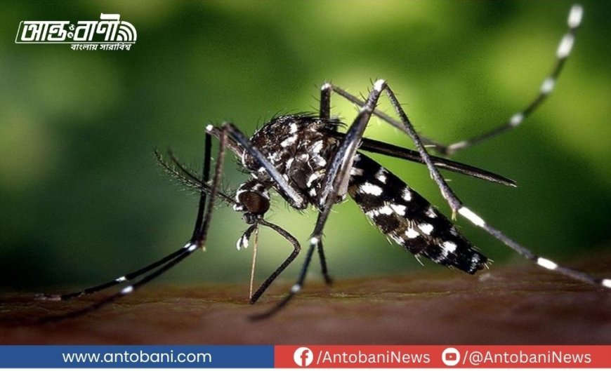 দেশে ডেঙ্গু পরিস্থিতির অবনতি, একদিনে আক্রান্ত ৩৫২ জন, মৃত্যু ১ জনের