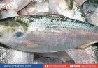 ভারতে ইলিশ রফতানি, এক সপ্তাহে গেছে ১৩৬ টন