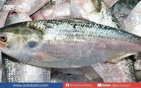 ভারতে ইলিশ রফতানি, এক সপ্তাহে গেছে ১৩৬ টন