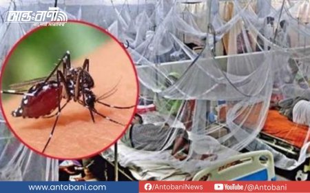 গত ২৪ ঘন্টায় ডেঙ্গুতে আরও ৩ জনের মৃত্যু, নতুন ভর্তি ৭৩৫