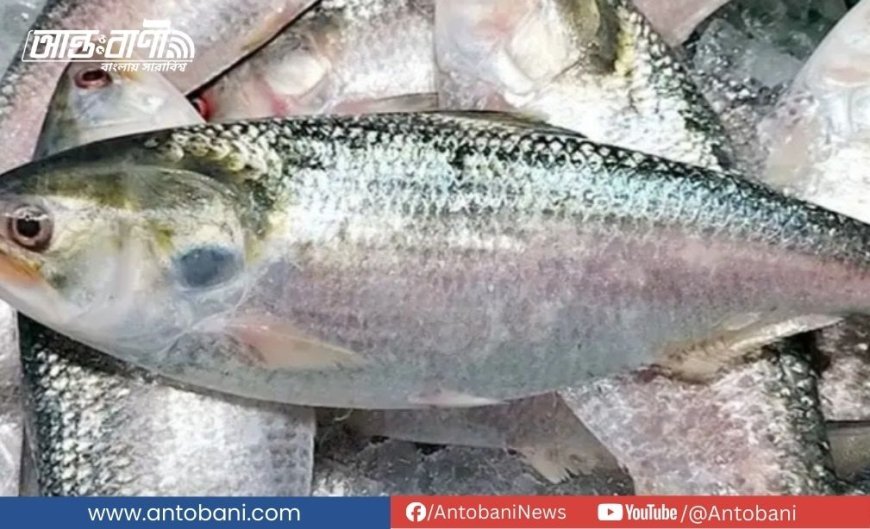 ভারতে ইলিশ রফতানি, এক সপ্তাহে গেছে ১৩৬ টন
