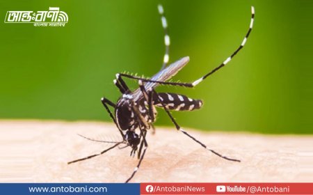 ডেঙ্গুতে নতুন করে হাসপাতালে ৩৭৪ জন, একজনের মৃত্যু