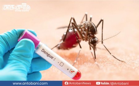 দেশে ডেঙ্গুতে আরও ৪ জনের মৃত্যু, হাসপাতালে ভর্তি ৭৫৮