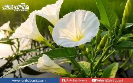 সারাদেশে শুস্ক আবহাওয়া, তাপমাত্রা অপরিবর্তিত থাকবে