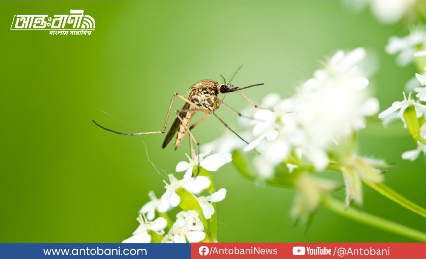 আইসল্যান্ডে প্রথমবারের মতো মশার সন্ধান, ভাঙলো মশামুক্ত বিশ্বের শেষ দুর্গ